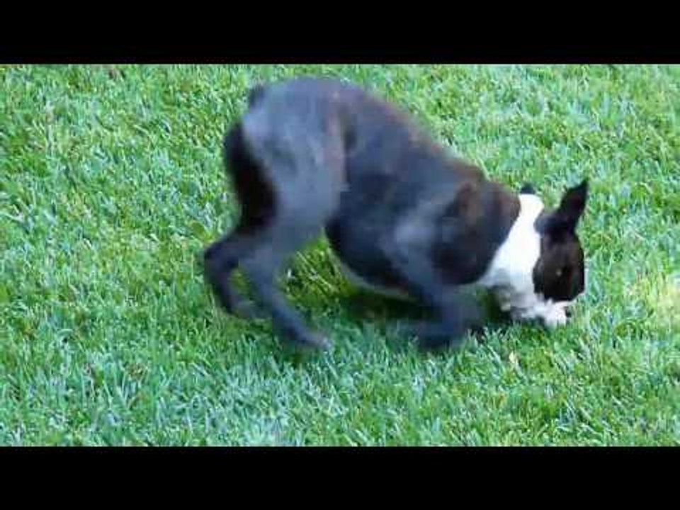 Chú Chó Nghịch Ngợm Clip Chú Chó Nghịch Ngợm Dễ Thương Chú Chó Tinh Nghịch