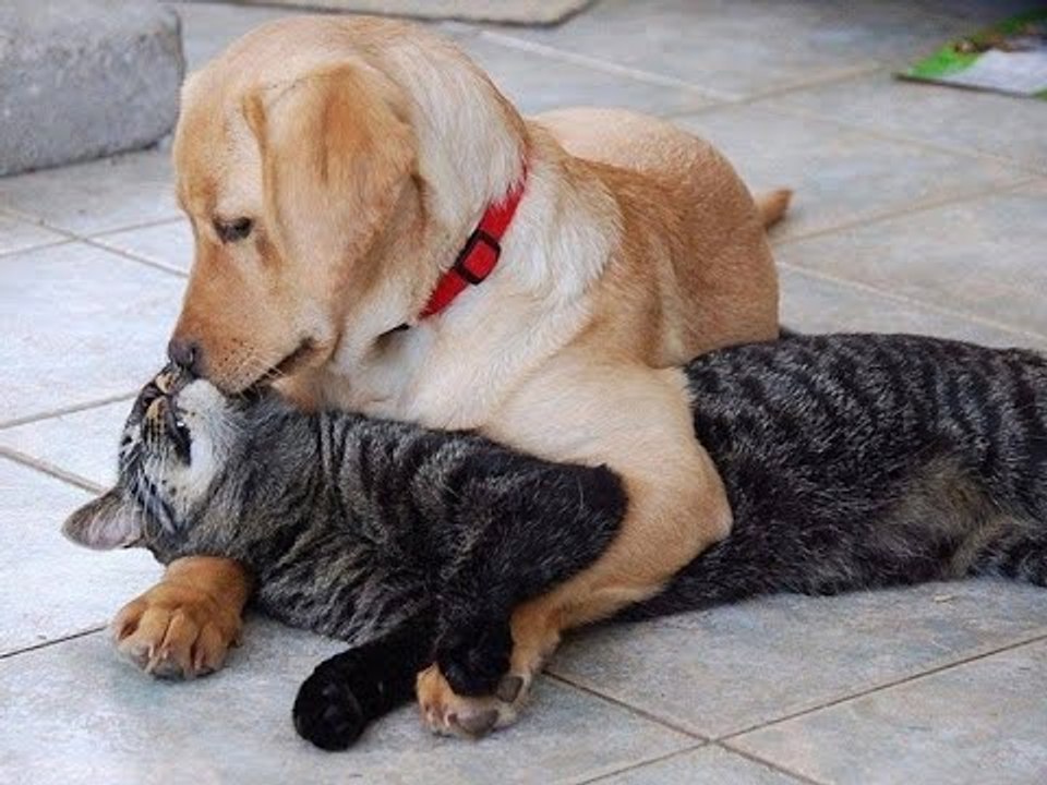 Chó mèo hài hước - Mèo đùa nghịch dễ thương với chú Chó micky