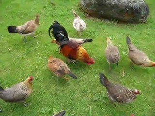 Tiếng Gà Gáy Buổi Sáng - Gà Gáy Sáng Le Te Cực Hay