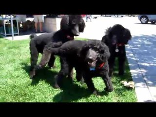 Tiếng Chó Sủa Gâu Gâu | Đàn Chó poodle Sủa Cực Hay