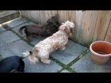 Dog barking loud sound effect | Three Dog Barking Non stop.