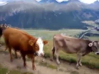 Tiếng Bò Kêu Be Be Tiếng Con Bò Kêu Ngộ Nghĩnh Bé Rất Yêu Thích