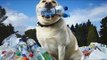 Dog playing with toy by himself | Dog Playing  bottle Compliation video Dog