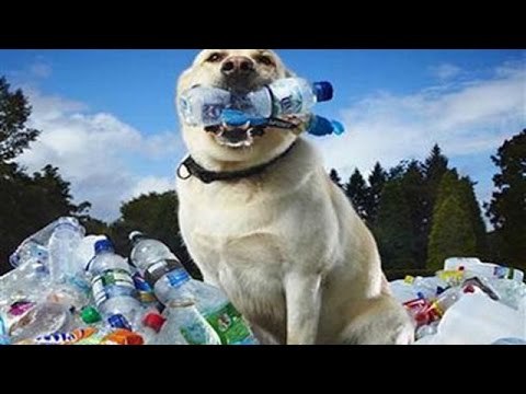 Dog playing with toy by himself | Dog Playing bottle Compliation video Dog