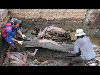 Kinh sợ : đi câu phát hiện 'Cá Trê Trắng' nuốt nhẫn cổ trong ngôi mộ vừa bốc