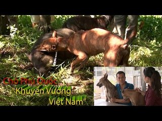 Chó Phú Quốc 'Huyền Thoại Khuyển Vương Việt Nam' Thông minh nhất Thế Giới