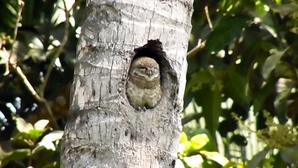 An Owl in its coconut tree nest