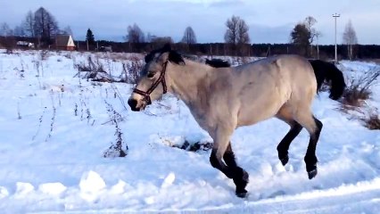 Le chien et le cheval qui s'aiment d'amour tendre