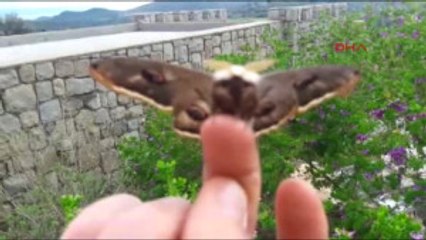 Bodrum'da 17 Santimlik Tavus Kelebeği Görüldü