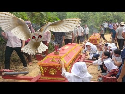 Sự thật kinh hoàng tiếng kêu của Chim Lợn khiến mọi người hoang mang tột độ