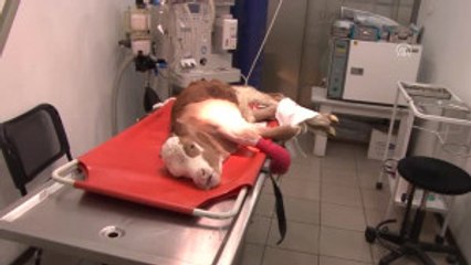 Üç Günlük Buzağı Ameliyat Edildi