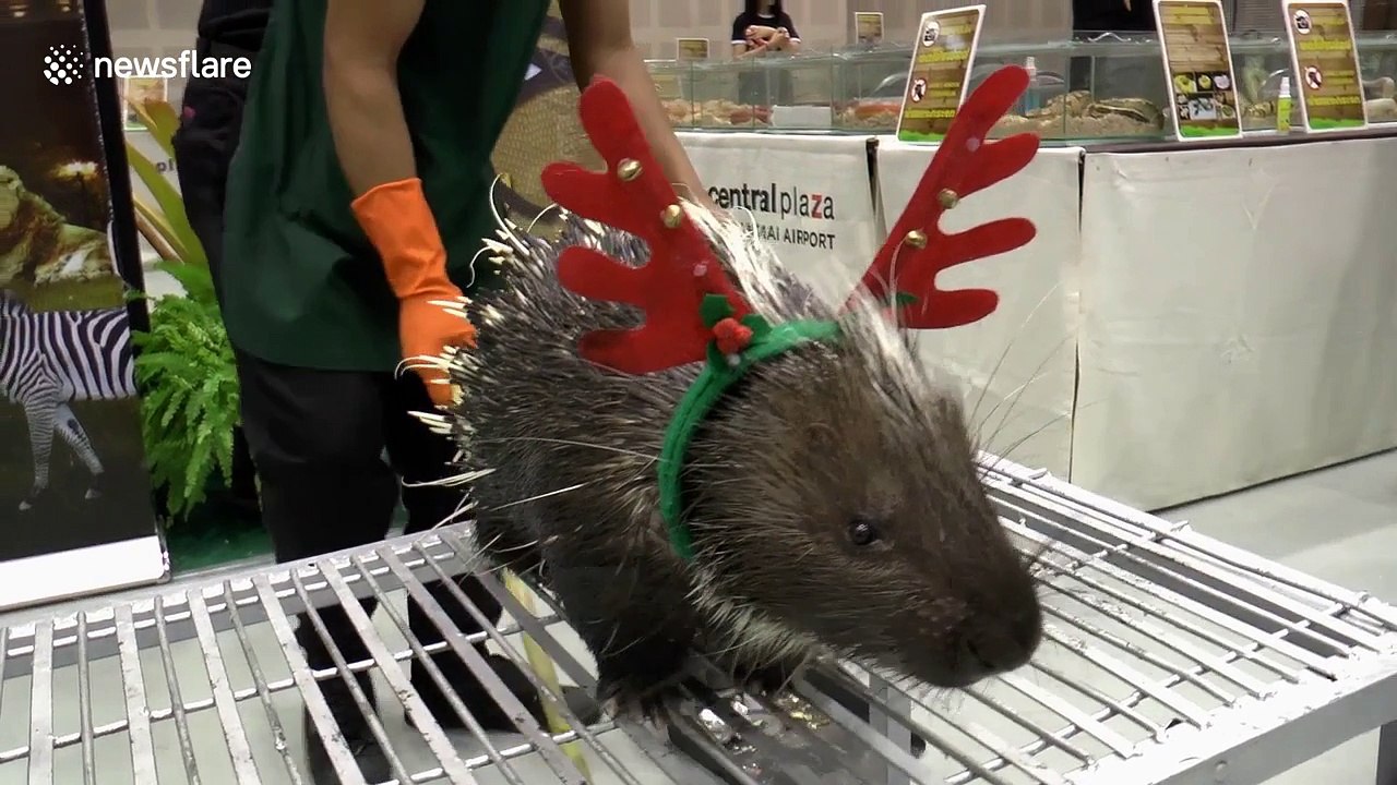 Man feeds porcupine sweet oranges mouth to mouth video Dailymotion