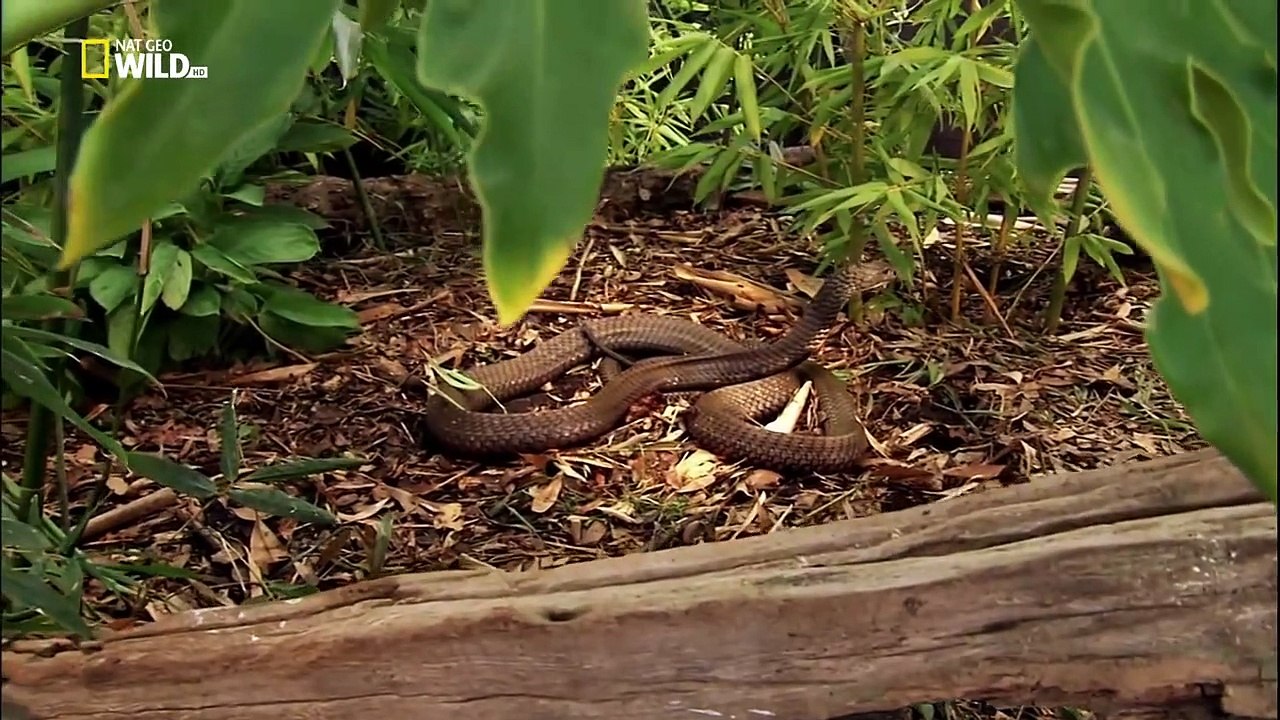 King Cobra National Geographic Dailymotion Video