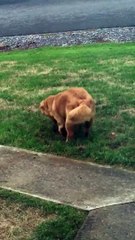 Cão fazendo arte e quando o dono chega disfarça