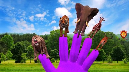 Animals Cartoons Finger Family Children Nursery Rhymes | Animals Finger Family Rhymes for