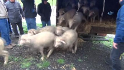 Tekirdağda Koyunculuğun Gelişmesi İçin 300 Damızlık Koç Dağıtıldı