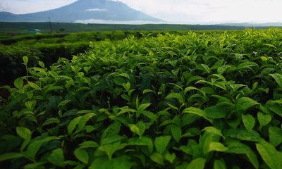 Perkebunan Teh Terbesar di Dunia Ada di Indonesia