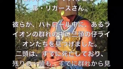 幼いライオンを救った男性が数年ぶりに再会したときのライオンの反応に世界が涙した！