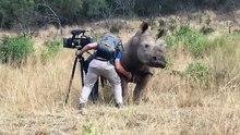 Un rhinocéros interrompt une séance de tournage pour avoir des papouilles !