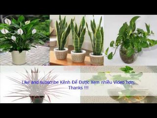 Tiền vào túi như nước khi trồng 12 cây cảnh hợp với tuổi của bạn Cây Phong Thủy