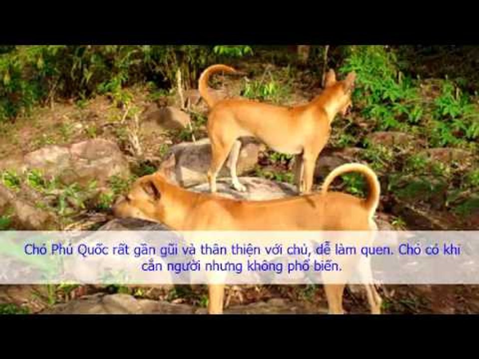 Cách nhận diện Chó Phú Quốc thuần chủng Làm sao biết chó Phú Quốc thật, giả?
