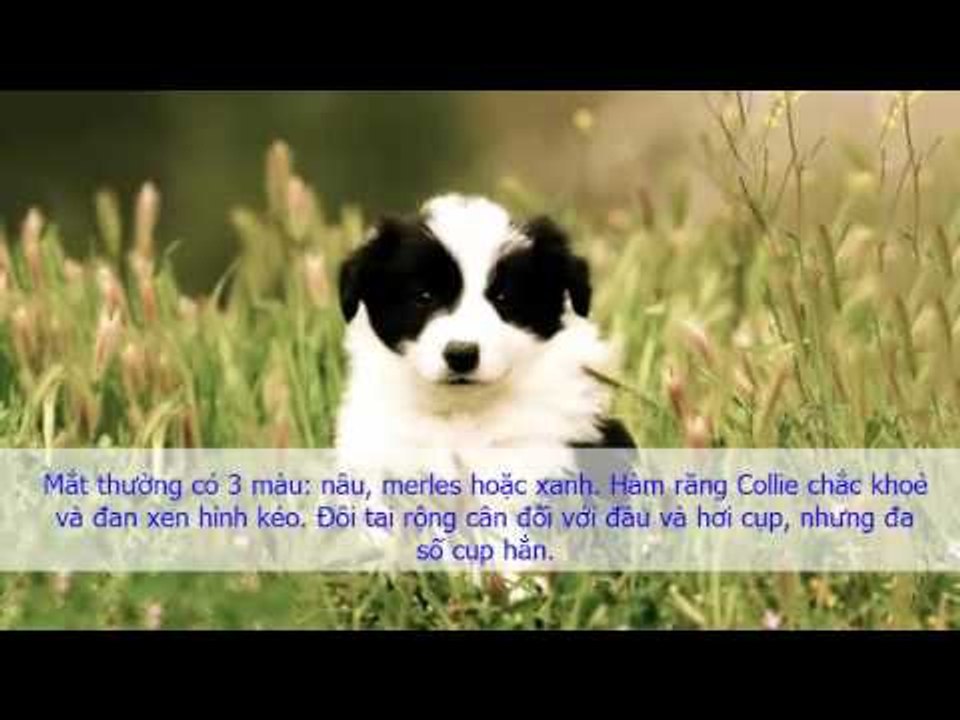 Giới thiệu về giống chó Border Collie Giống Chó Border Collie Có Chỉ Số IQ Cao Nhất