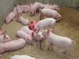 Pig noise sound effect | Animal sounds for children to learn
