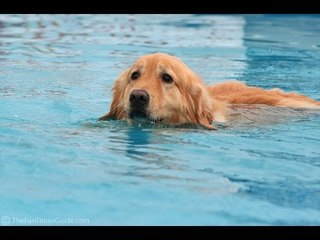 Dog swimming In Water - Funny Dog Playing with water