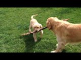 Golden retriever compilation funny video | Golden retriever playing with stick.