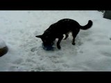 Dog Playing with Snow | German shepherd dogs playing and Barking with snow