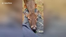 Rescue wild deer falls asleep on carer's lap