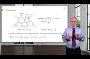 purine and pyrimidine synthesis in detail