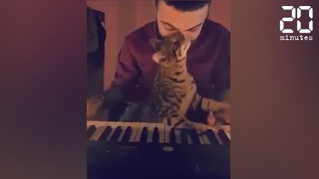 La complicité incroyable entre ce chat et son maître - Le Rewind du mardi 14 mars 2017