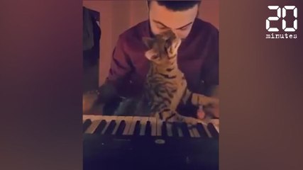 La complicité incroyable entre ce chat et son maître - Le Rewind du mardi 14 mars 2017