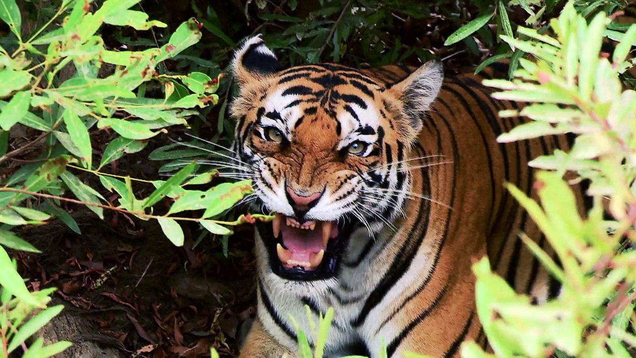 tigre
