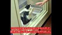 保護施設で訪問者が来るたびにガラス窓に駆け寄り、手をかざしてくる猫。それでも誰も引き取り手はいなかったが、SNSで取り上げると..!?