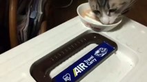 猫たちがご飯をむしゃむしゃする飯テロ動画