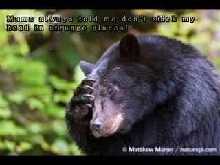 Aux Etats-Unis, des habitants sauvent un ours qui avait la tête coincée dans un seau