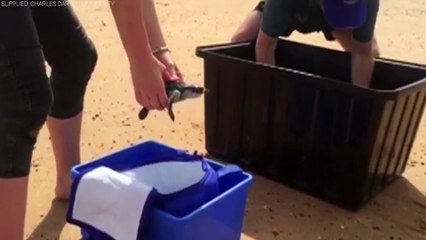 These Turtles Are Being Released Back Into The Ocean