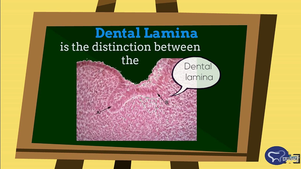 Tooth Development Stages