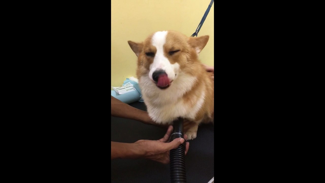 Corgi smiles during grooming process