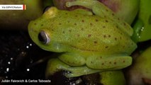 Researchers Announce Discovery Of First Fluorescent Frog