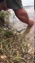 O peixe safado que virou animal de estimação