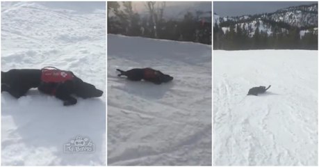 Cão de salvamento de vítimas de avalanches diverte-se na neva no seu tempo livre