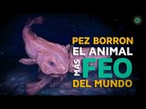 Pez borrón, el animal más feo del mundo