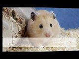 Cách nuôi và chăm sóc chuột Hamster vào Mùa Đông Giá lạnh