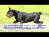 Giới Thiệu Giống Chó Rottweiler | Đặc Điểm Chó Rott Đức (hay Chó Rốt)