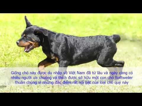 Giới Thiệu Giống Chó Rottweiler | Đặc Điểm Chó Rott Đức (hay Chó Rốt)