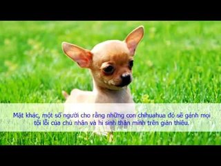Lý Do những người thích nuôi chó Chihuahua sở thích nuôi thú cưng Chihuahua