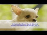 Chihuahua Dog Barking Sounds Effect and  introduce information about Chihuahua Dog